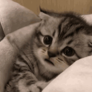 汤芳在METCN的成名经历简介
